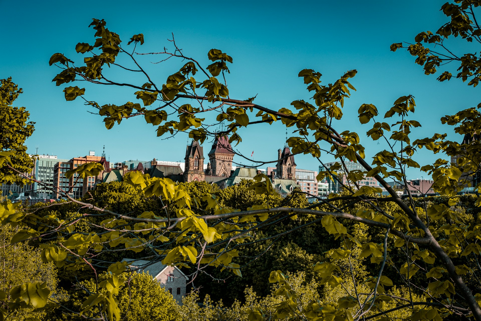 Urban tree canopy above a city